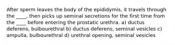 After sperm leaves the body of the epididymis, it travels through the ____, then picks up seminal secretions for the first time from the ____ before entering the prostatic urethra. a) ductus deferens, bulbourethral b) ductus deferens, seminal vesicles c) ampulla, bulbourethral d) urethral opening, seminal vesicles