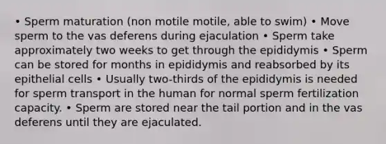 • Sperm maturation (non motile motile, able to swim) • Move sperm to the vas deferens during ejaculation • Sperm take approximately two weeks to get through the epididymis • Sperm can be stored for months in epididymis and reabsorbed by its epithelial cells • Usually two-thirds of the epididymis is needed for sperm transport in the human for normal sperm fertilization capacity. • Sperm are stored near the tail portion and in the vas deferens until they are ejaculated.