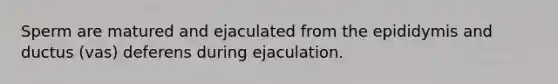 Sperm are matured and ejaculated from the epididymis and ductus (vas) deferens during ejaculation.