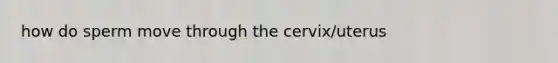 how do sperm move through the cervix/uterus