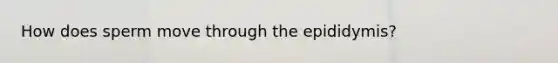 How does sperm move through the epididymis?