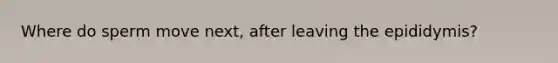 Where do sperm move next, after leaving the epididymis?