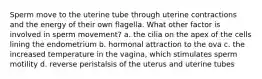 Sperm move to the uterine tube through uterine contractions and the energy of their own flagella. What other factor is involved in sperm movement? a. the cilia on the apex of the cells lining the endometrium b. hormonal attraction to the ova c. the increased temperature in the vagina, which stimulates sperm motility d. reverse peristalsis of the uterus and uterine tubes