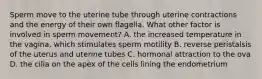 Sperm move to the uterine tube through uterine contractions and the energy of their own flagella. What other factor is involved in sperm movement? A. the increased temperature in the vagina, which stimulates sperm motility B. reverse peristalsis of the uterus and uterine tubes C. hormonal attraction to the ova D. the cilia on the apex of the cells lining the endometrium