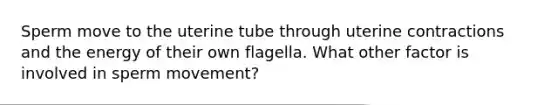 Sperm move to the uterine tube through uterine contractions and the energy of their own flagella. What other factor is involved in sperm movement?