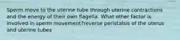 Sperm move to the uterine tube through uterine contractions and the energy of their own flagella. What other factor is involved in sperm movement?reverse peristalsis of the uterus and uterine tubes