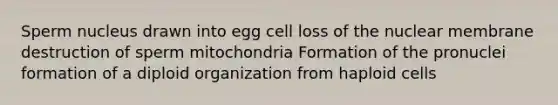 Sperm nucleus drawn into egg cell loss of the nuclear membrane destruction of sperm mitochondria Formation of the pronuclei formation of a diploid organization from haploid cells