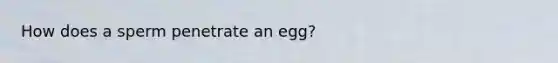 How does a sperm penetrate an egg?