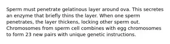 Sperm must penetrate gelatinous layer around ova. This secretes an enzyme that briefly thins the layer. When one sperm penetrates, the layer thickens, locking other sperm out. Chromosomes from sperm cell combines with egg chromosomes to form 23 new pairs with unique genetic instructions.