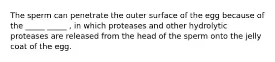 The sperm can penetrate the outer surface of the egg because of the _____ _____ , in which proteases and other hydrolytic proteases are released from the head of the sperm onto the jelly coat of the egg.