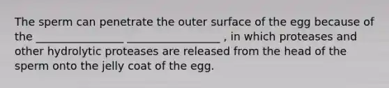 The sperm can penetrate the outer surface of the egg because of the ________________ _________________ , in which proteases and other hydrolytic proteases are released from the head of the sperm onto the jelly coat of the egg.