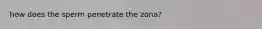 how does the sperm penetrate the zona?