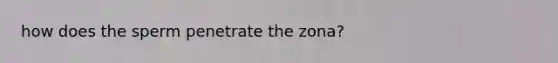 how does the sperm penetrate the zona?