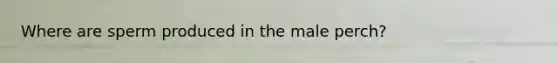 Where are sperm produced in the male perch?