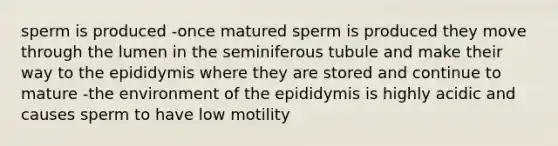 sperm is produced -once matured sperm is produced they move through the lumen in the seminiferous tubule and make their way to the epididymis where they are stored and continue to mature -the environment of the epididymis is highly acidic and causes sperm to have low motility