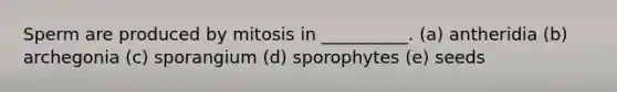 Sperm are produced by mitosis in __________. (a) antheridia (b) archegonia (c) sporangium (d) sporophytes (e) seeds