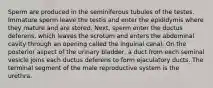 Sperm are produced in the seminiferous tubules of the testes. Immature sperm leave the testis and enter the epididymis where they mature and are stored. Next, sperm enter the ductus deferens, which leaves the scrotum and enters the abdominal cavity through an opening called the inguinal canal. On the posterior aspect of the urinary bladder, a duct from each seminal vesicle joins each ductus deferens to form ejaculatory ducts. The terminal segment of the male reproductive system is the urethra.