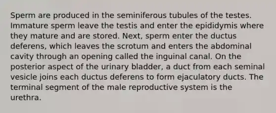 Sperm are produced in the seminiferous tubules of the testes. Immature sperm leave the testis and enter the epididymis where they mature and are stored. Next, sperm enter the ductus deferens, which leaves the scrotum and enters the abdominal cavity through an opening called the inguinal canal. On the posterior aspect of the <a href='https://www.questionai.com/knowledge/kb9SdfFdD9-urinary-bladder' class='anchor-knowledge'>urinary bladder</a>, a duct from each seminal vesicle joins each ductus deferens to form ejaculatory ducts. The terminal segment of <a href='https://www.questionai.com/knowledge/ko2jTOWz3J-the-male-reproductive-system' class='anchor-knowledge'>the male reproductive system</a> is the urethra.