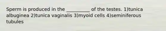 Sperm is produced in the __________ of the testes. 1)tunica albuginea 2)tunica vaginalis 3)myoid cells 4)seminiferous tubules