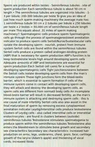 Sperm are produced within testes - Seminiferous tubules - site of sperm production Each seminiferous tubule is about 50 cm in length • The seminiferous tubules are organized into lobules - 1-3 per lobule; 200-300 lobules per teste To give you an idea of just how much sperm-making machinery the average male has: 1 seminiferous tubule 50 cm x 2 tubules per lobule x 250 lobules per teste x 2 testes = 50,000 cm of seminiferous tubule length per male This equals about .31 miles of sperm making machinery!! Spermatogenic cells produce sperm Spermatogenic cells go through the process of spermatogenesistext annotation indicator to produce sperm cells Sertoli/Nurse/Sustentacular cells isolate the developing sperm - nourish, protect from immune system Sertoli cells are found within the seminiferous tubules Sertoli cells produce a protein called androgen-binding protein (ABP) that is necessary for sperm production ABP's function is to keep testosterone levels high around developing sperm cells Adequate amounts of ABP and testosterone are essential for sperm production Each Sertoli cell cares for a number of developing spermatogenic cells Tight junctions/seams between the Sertoli cells isolate developing sperm cells from the man's immune system These tight junctions form the blood-testis barrier, which is essential to sperm formation If cells of the immune system come in contact with developing sperm cells, they will attack and destroy the developing sperm cells, as sperm cells are different from normatil body cells An incomplete blood-testis barrier will result in decreased fertility, as the man's immune system is attacking and destroying sperm cells - this is one cause of male infertility Sertoli cells also also assist in the final maturation of sperm by removing excess cytoplasmtext annotation indicator Leydig/Interstitial cells produce testosterone Clusters of Leydig cells - also called interstitial cells or interstitial endocrinocytes - are found in clusters between (outside) seminiferous tubules Testosterone stimulates spermatogonia to produce sperm within the seminiferous tubules Testosterone also enters the bloodstream to stimulate bone growth and secondary sex characteritics Secondary sex characteristics: increased hair production on arms, legs, underarms, chest, groin, face; cartilage growth of the larynx (Adam's apple) and thickening of vocal cords; increased libido