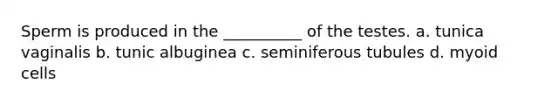 Sperm is produced in the __________ of the testes. a. tunica vaginalis b. tunic albuginea c. seminiferous tubules d. myoid cells