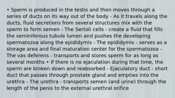 • Sperm is produced in the testis and then moves through a series of ducts on its way out of the body - As it travels along the ducts, fluid secretions from several structures mix with the sperm to form semen - The Sertoli cells - create a fluid that fills the seminiferous tubule lumen and pushes the developing spermatozoa along the epididymis - The epididymis - serves as a storage area and final maturation center for the spermatozoa - The vas deferens - transports and stores sperm for as long as several months • If there is no ejaculation during that time, the sperm are broken down and reabsorbed - Ejaculatory duct - short duct that passes through prostate gland and empties into the urethra - The urethra - transports semen (and urine) through the length of the penis to the external urethral orifice