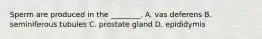 Sperm are produced in the ________. A. vas deferens B. seminiferous tubules C. prostate gland D. epididymis