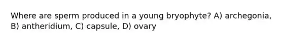 Where are sperm produced in a young bryophyte? A) archegonia, B) antheridium, C) capsule, D) ovary