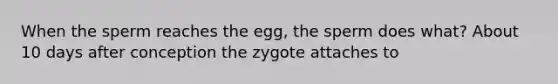 When the sperm reaches the egg, the sperm does what? About 10 days after conception the zygote attaches to