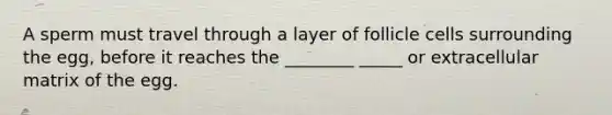 A sperm must travel through a layer of follicle cells surrounding the egg, before it reaches the ________ _____ or extracellular matrix of the egg.
