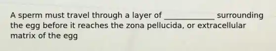 A sperm must travel through a layer of _____________ surrounding the egg before it reaches the zona pellucida, or extracellular matrix of the egg