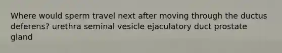 Where would sperm travel next after moving through the ductus deferens? urethra seminal vesicle ejaculatory duct prostate gland