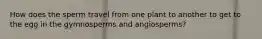 How does the sperm travel from one plant to another to get to the egg in the gymnosperms and angiosperms?