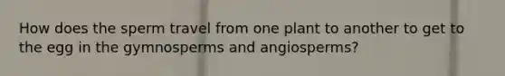 How does the sperm travel from one plant to another to get to the egg in the gymnosperms and angiosperms?