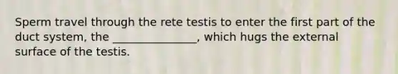 Sperm travel through the rete testis to enter the first part of the duct system, the _______________, which hugs the external surface of the testis.