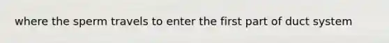 where the sperm travels to enter the first part of duct system