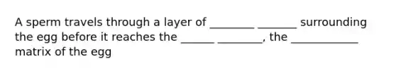 A sperm travels through a layer of ________ _______ surrounding the egg before it reaches the ______ ________, the ____________ matrix of the egg