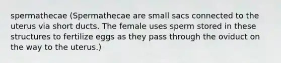 spermathecae (Spermathecae are small sacs connected to the uterus via short ducts. The female uses sperm stored in these structures to fertilize eggs as they pass through the oviduct on the way to the uterus.)