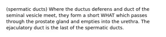 (spermatic ducts) Where the ductus deferens and duct of the seminal vesicle meet, they form a short WHAT which passes through the prostate gland and empties into the urethra. The ejaculatory duct is the last of the spermatic ducts.