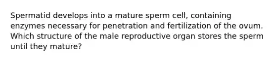 Spermatid develops into a mature sperm cell, containing enzymes necessary for penetration and fertilization of the ovum. Which structure of the male reproductive organ stores the sperm until they mature?