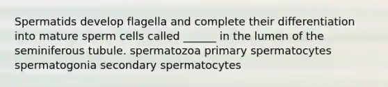 Spermatids develop flagella and complete their differentiation into mature sperm cells called ______ in the lumen of the seminiferous tubule. spermatozoa primary spermatocytes spermatogonia secondary spermatocytes