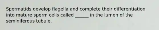 Spermatids develop flagella and complete their differentiation into mature sperm cells called ______ in the lumen of the seminiferous tubule.