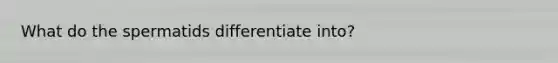 What do the spermatids differentiate into?