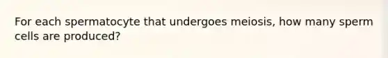 For each spermatocyte that undergoes meiosis, how many sperm cells are produced?