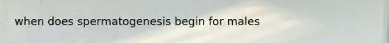 when does spermatogenesis begin for males