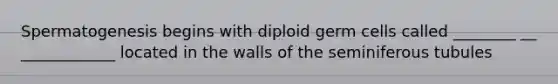 Spermatogenesis begins with diploid germ cells called ________ __ ____________ located in the walls of the seminiferous tubules