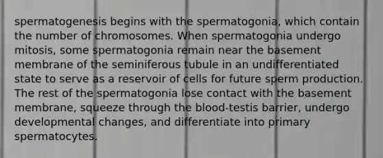 spermatogenesis begins with the spermatogonia, which contain the number of chromosomes. When spermatogonia undergo mitosis, some spermatogonia remain near the basement membrane of the seminiferous tubule in an undifferentiated state to serve as a reservoir of cells for future sperm production. The rest of the spermatogonia lose contact with the basement membrane, squeeze through the blood-testis barrier, undergo developmental changes, and differentiate into primary spermatocytes.