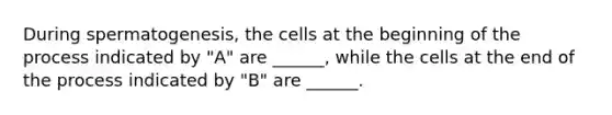 During spermatogenesis, the cells at the beginning of the process indicated by "A" are ______, while the cells at the end of the process indicated by "B" are ______.