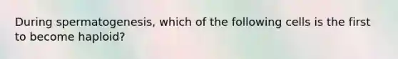 During spermatogenesis, which of the following cells is the first to become haploid?