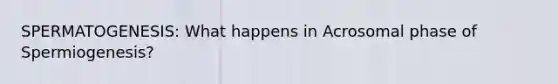 SPERMATOGENESIS: What happens in Acrosomal phase of Spermiogenesis?